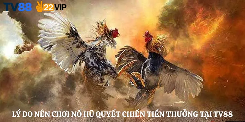 Đá Gà Thomo TV88 – Sân Chơi Trực Tuyến Đỉnh Cao Cho Người Đam Mê