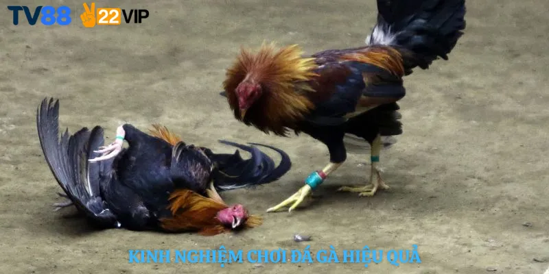 Kinh Nghiệm Chơi Đá Gà Hiệu Quả